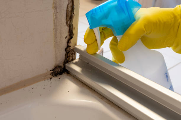 Best Certified Mold Removal  in St Johns, AZ